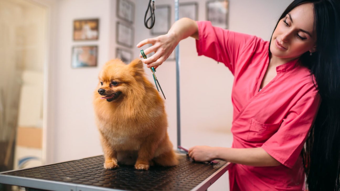 Pet Grooming
